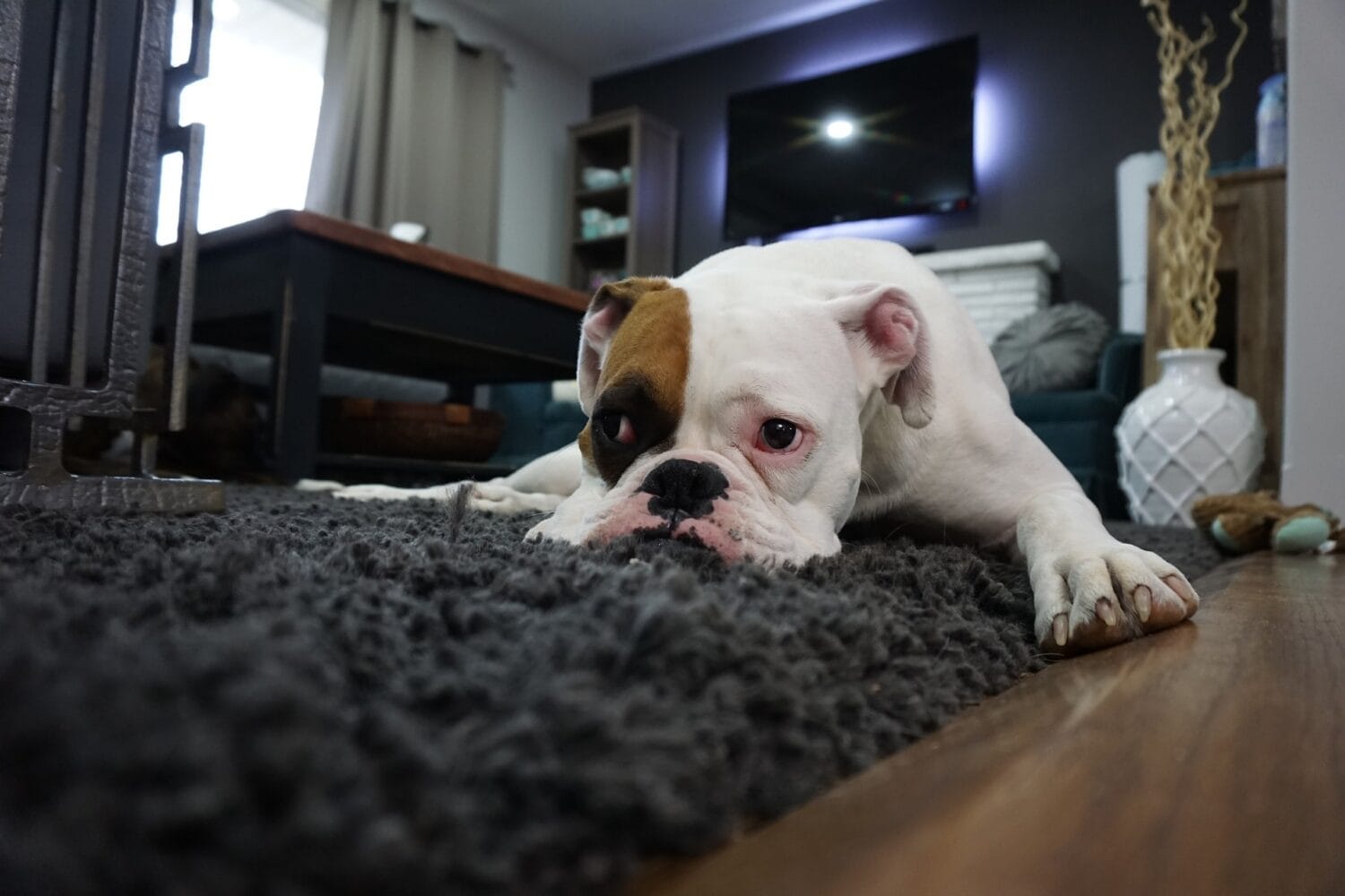 Imagen del artículo: ¿Tienes mascota? Cuídala con estos consejos