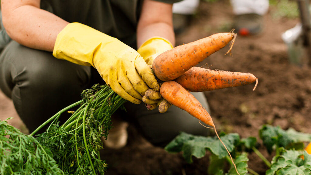 Huerto-CasaNueva-GrupoSoldi