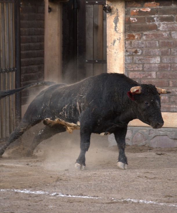Toro en Festival Taurino Grupo Soldi a beneficio de BIFAM 